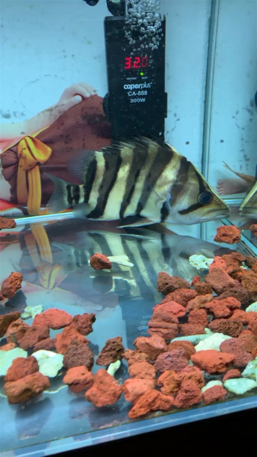 虎魚不吃食問題，魚不吃食的常見原因及解決策略