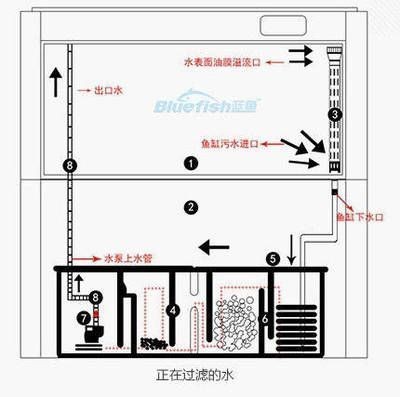 新泰市青云街道大自然水族館（新泰市青云街道大自然水族館電話）泰市青云街道大自然水族館，探索海底世界的奇妙之旅
