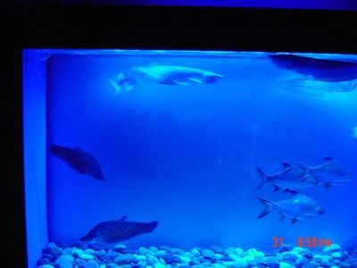 博雅水族魚缸兩側(cè)濾芯怎么安裝：博雅水族魚缸兩側(cè)濾芯安裝步驟，雅水族魚缸兩側(cè)濾芯安裝指南， 博雅水族魚缸兩側(cè)濾芯怎么安裝：博雅水族魚缸兩側(cè)濾芯安裝步驟，雅水族魚缸兩側(cè)濾芯安裝指南， 魚缸百科 第3張