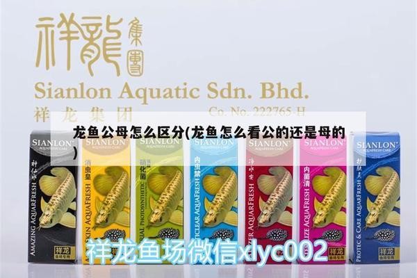 紅龍魚40公分為啥不發(fā)色（紅龍魚40公分為啥不發(fā)色呢）龍魚40公分不發(fā)色之謎