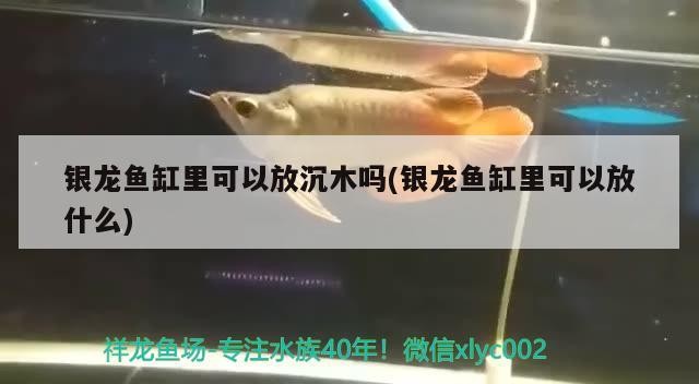 銀龍魚缸里可以放沉木嗎(銀龍魚缸里可以放什么)龍魚缸生態(tài)構(gòu)建，沉木的適宜