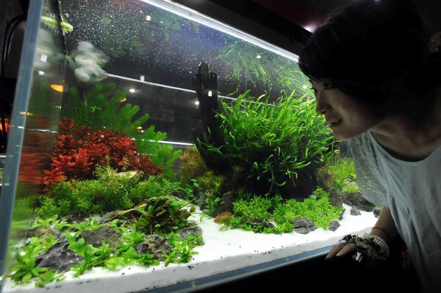 玻璃魚缸的容積是多少：玻璃魚缸容積計(jì)算方法，魚缸容積計(jì)算指南，如何準(zhǔn)確測(cè)量您的