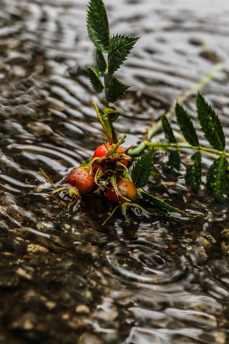 印尼虎魚廣東魚友圈，虎魚在廣東魚友圈中的魅力
