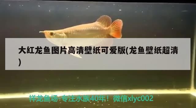 今天虎魚狀態(tài)可以？魚今日健康狀況，狀態(tài)良好，活力充沛