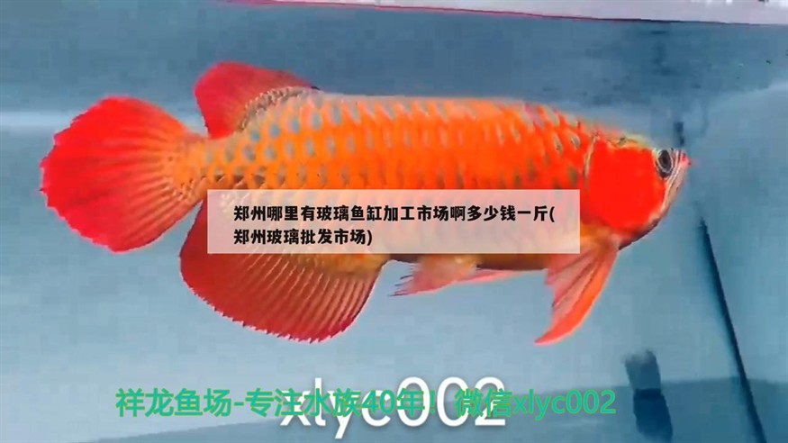 鄭州哪里有玻璃魚缸加工市場啊多少錢一斤(鄭州玻璃批發市場)玻璃魚缸加工市場價格一覽，揭秘當地批發市場的行情與報價