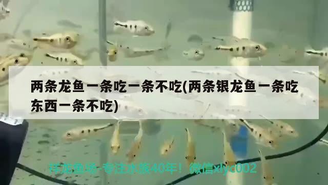 兩條龍魚一條吃一條不吃(兩條銀龍魚一條吃東西一條不吃)銀龍魚的奇妙互動，一條吃，另一條卻選擇