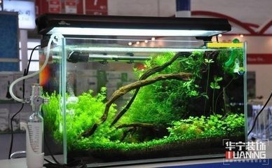 印尼虎苗:虎魚哪個品種最好，虎魚品種選擇指南，哪個品種的