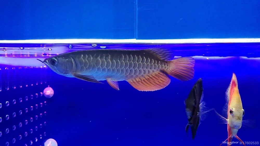 立貼為證不再折騰老老實實做人規規矩矩養魚，立下誓言，規矩養魚，誠實做人——新時代的自律之道