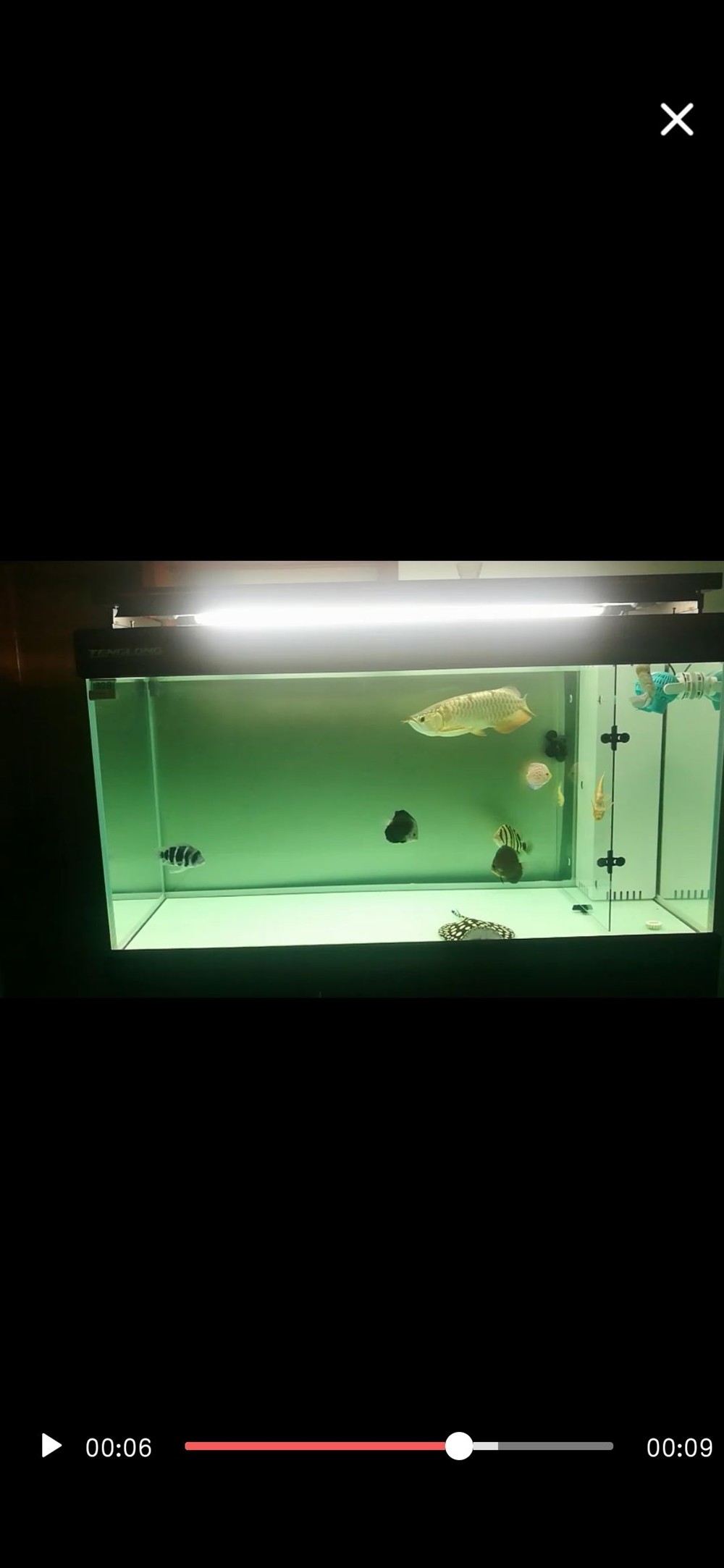 立貼為證不再折騰老老實實做人規規矩矩養魚，立下誓言，規矩養魚，誠實做人——新時代的自律之道