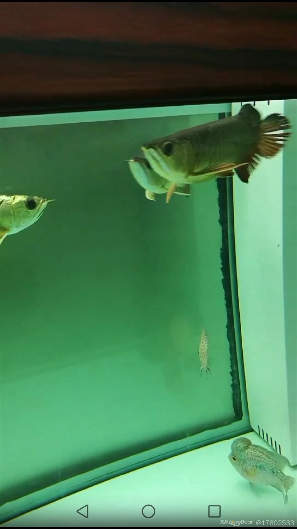 立貼為證不再折騰老老實實做人規(guī)規(guī)矩矩養(yǎng)魚，立下誓言，規(guī)矩養(yǎng)魚，誠實做人——新時代的自律之道