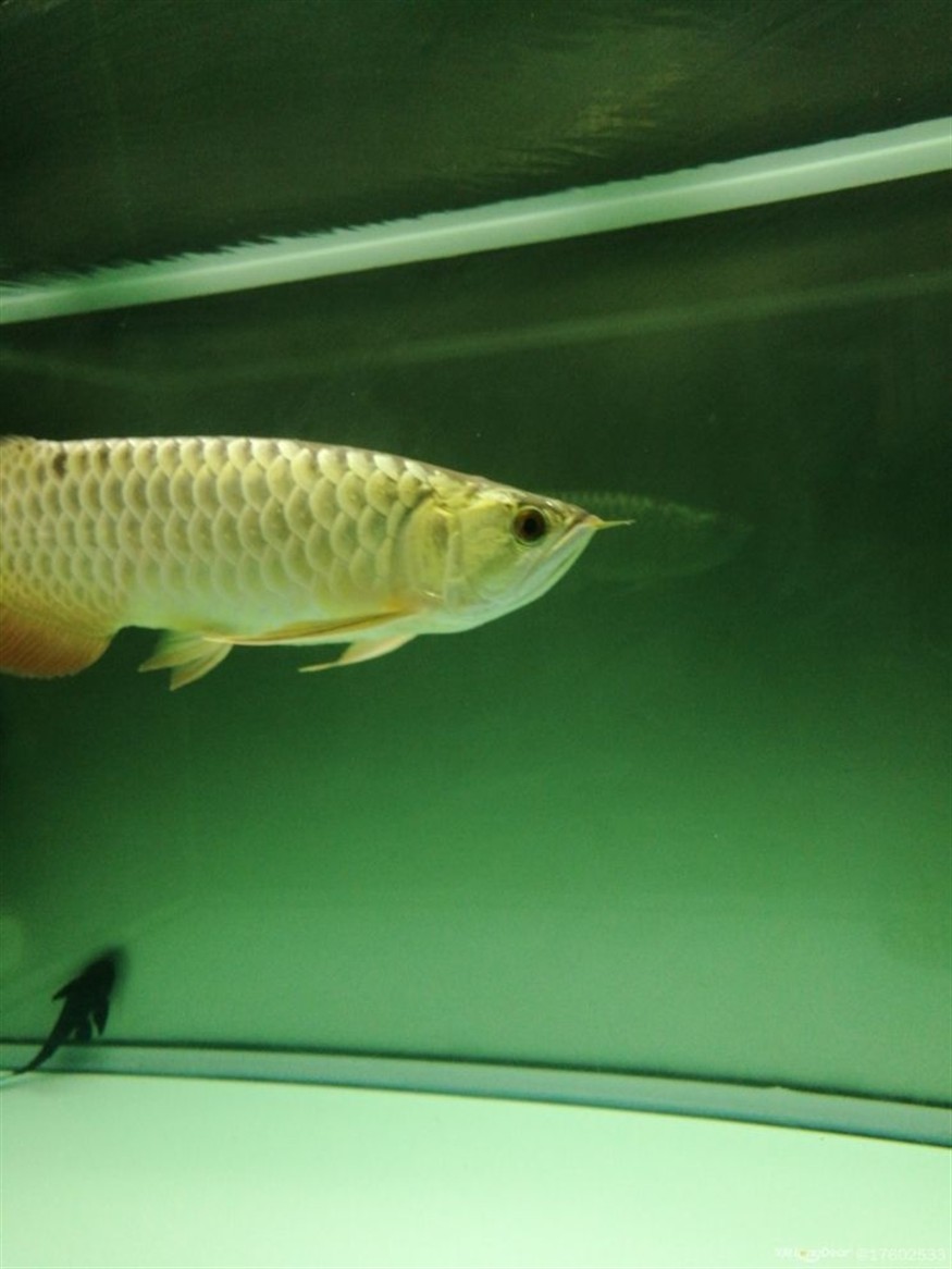 立貼為證不再折騰老老實實做人規(guī)規(guī)矩矩養(yǎng)魚，立下誓言，規(guī)矩養(yǎng)魚，誠實做人——新時代的自律之道