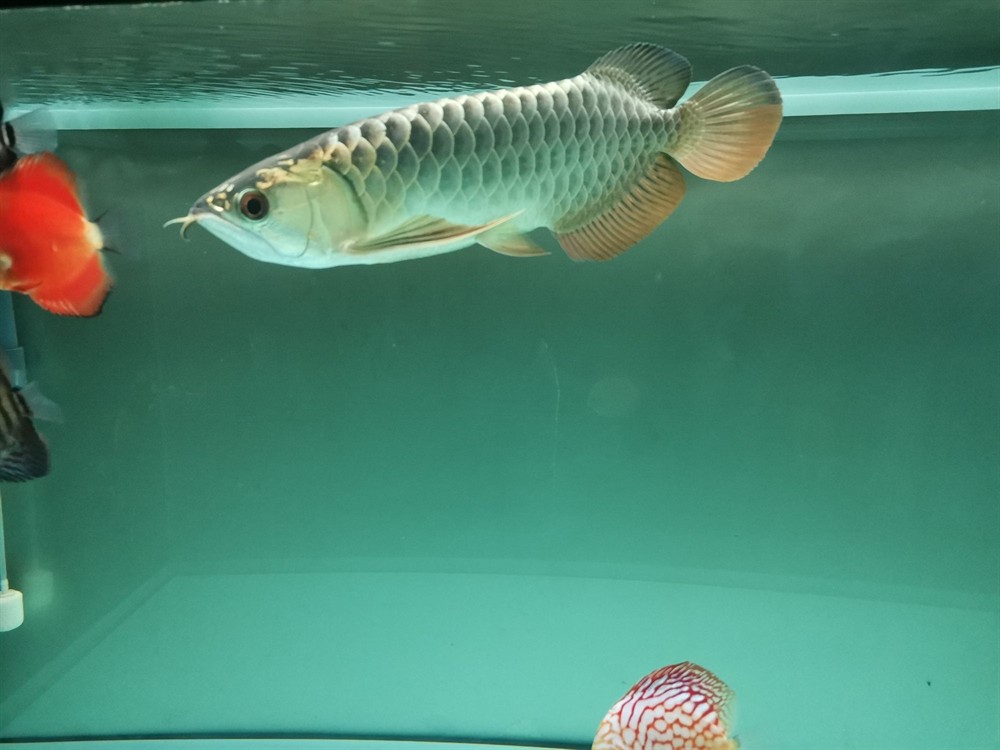 立貼為證不再折騰老老實實做人規(guī)規(guī)矩矩養(yǎng)魚，立下誓言，規(guī)矩養(yǎng)魚，誠實做人——新時代的自律之道