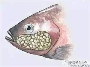 龍魚不吃顆粒糧怎么辦，魚飼養(yǎng)難題，顆粒糧不吸引，如何應(yīng)對(duì)