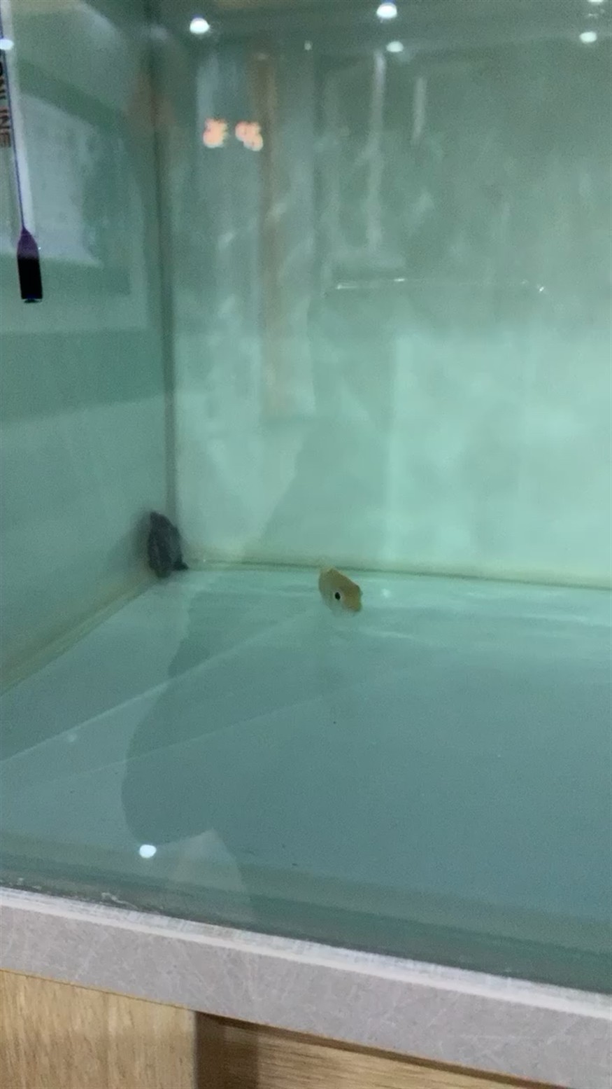 虎魚一直不動在角落里，魚在角落靜止不動，探索可能的原因