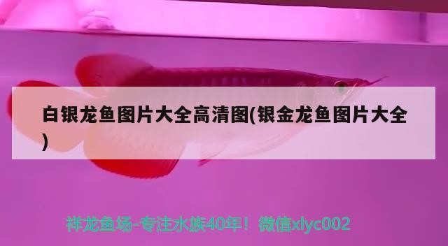 白銀龍魚圖片大全高清圖(銀金龍魚圖片大全)銀金龍魚圖片大全，探索神秘的