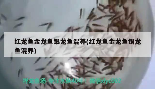紅龍魚金龍魚銀龍魚混養(紅龍魚金龍魚銀龍魚混養)養紅龍魚、金龍魚與銀龍魚，探索