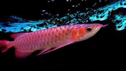 紅龍魚(yú)黑身立鱗怎么回事（紅龍魚(yú)黑身立鱗怎么回事啊）龍魚(yú)黑身立鱗現(xiàn)象解析，探究背后的原因與應(yīng)對(duì)