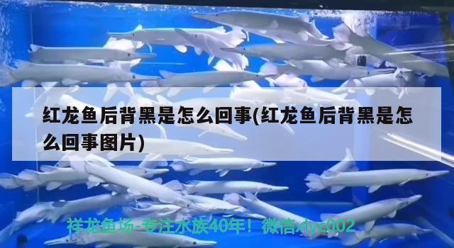 開打虎魚，魚開缸，揭秘如何打造一個充滿活力的虎魚水族