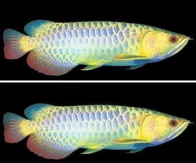 龍魚底色怎么看品相好壞，魚底色鑒賞指南，如何判斷其