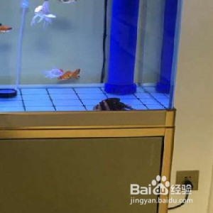 單縣泡泡魚精品水族館（單縣泡泡魚精品水族館電話）縣泡泡魚精品水族館，探索海洋奧秘，體驗水