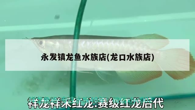 永發鎮龍魚水族店(龍口水族店)發鎮龍魚水族店盛大開業，引領水族潮流