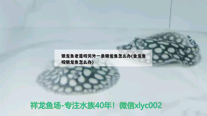 銀龍魚老是咬另外一條銀龍魚怎么辦(金龍魚咬銀龍魚怎么辦)龍魚與銀龍魚之間的咬斗