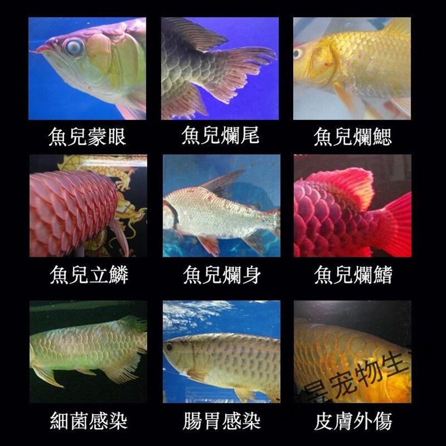 龍魚得了外寄怎么治療，魚外寄病的治療方案及護理指南