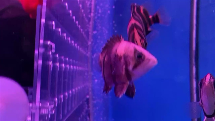 求助虎魚尾巴和背鰭上有白點，魚尾巴和背鰭出現白點，專家解答與養護建議