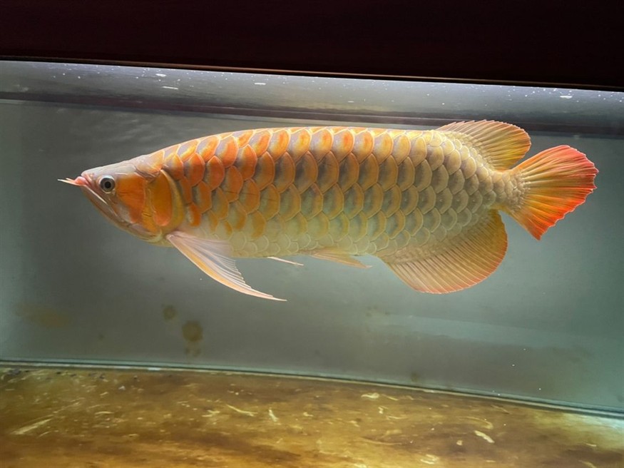 側過濾魚缸示意圖：側過濾魚缸的優缺點，過濾魚缸，高效過濾與美觀設計的綜合