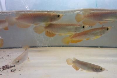 龍魚幼苗價(jià)格多少錢一只，魚幼苗市場行情分析，一只幼