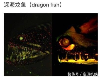 龍魚害怕的表現是什么樣的，魚表現出的害怕跡象，揭秘水中生物 龍魚害怕的表現是什么樣的，魚表現出的害怕跡象，揭秘水中生物 龍魚百科 第1張