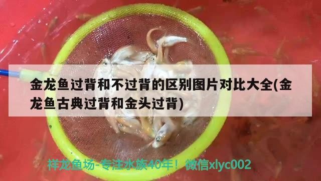 金龍魚過背和不過背的區(qū)別圖片對比大全(金龍魚古典過背和金頭過背)龍魚古典過背與金頭過背，圖片對比詳解