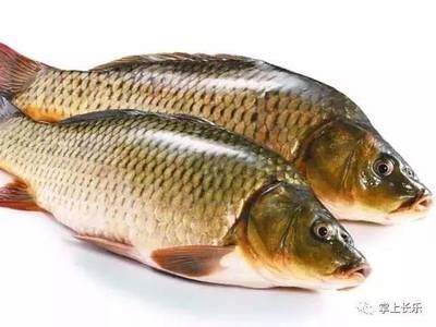 鯽魚可以和龍魚一起養嗎，鯽魚與龍魚的共養可能性，生態兼容性及養殖管理