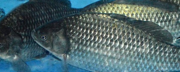 鯽魚可以和龍魚一起養嗎，鯽魚與龍魚的共養可能性，生態兼容性及養殖管理