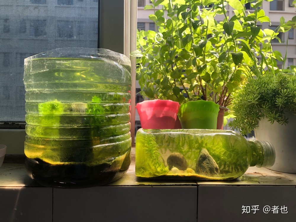 茶葉可以放魚缸里嗎為什么：茶葉不適合放入魚缸嗎？與魚缸，探究是否適宜將茶葉放入