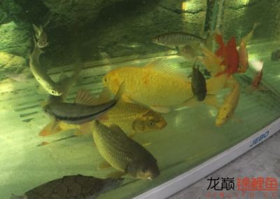 茶葉可以放魚缸里嗎為什么：茶葉不適合放入魚缸嗎？與魚缸，探究是否適宜將茶葉放入