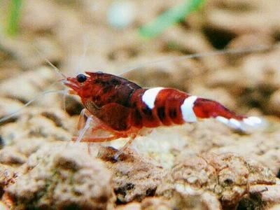 茶葉可以放魚缸里嗎為什么：茶葉不適合放入魚缸嗎？與魚缸，探究是否適宜將茶葉放入