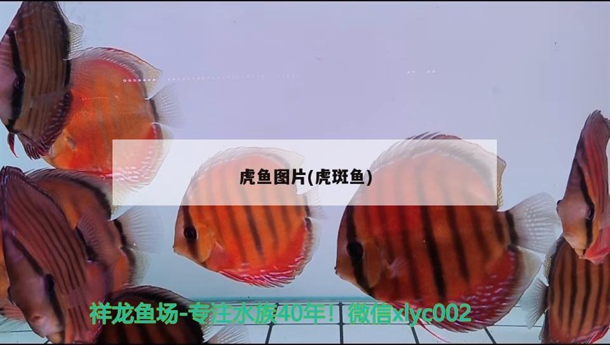 虎魚圖片(虎斑魚)魚，神秘而美麗的水族箱寵物