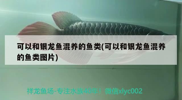 可以和銀龍魚混養的魚類(可以和銀龍魚混養的魚類圖片)龍魚混養指南，探索適合與銀龍魚共游