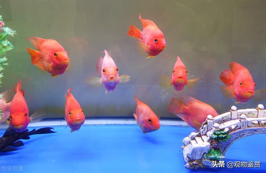 大型魚缸氧氣怎樣安裝好，如何高效安裝大型魚缸氧氣系統，詳細