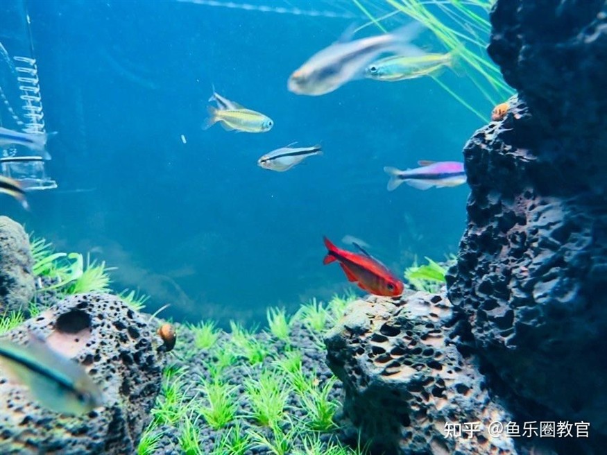 大型魚缸氧氣怎樣安裝好，如何高效安裝大型魚缸氧氣系統，詳細
