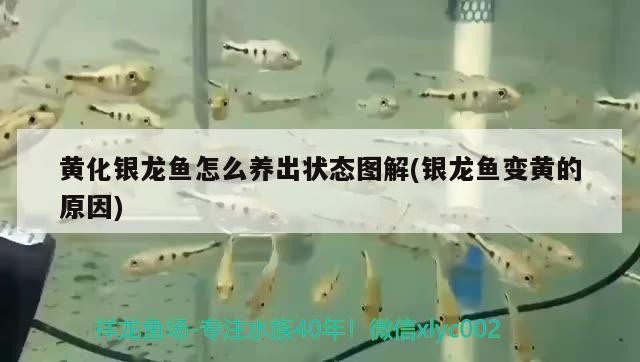 黃化銀龍魚怎么養出狀態圖解(銀龍魚變黃的原因)黃化銀龍魚的養護秘訣，從變黃原因到
