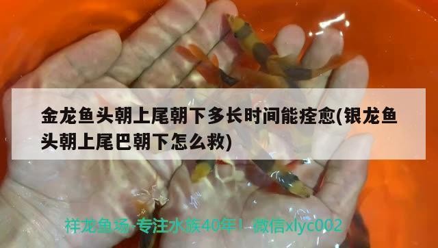 金龍魚頭朝上尾朝下多長時間能痊愈(銀龍魚頭朝上尾巴朝下怎么救)龍魚頭朝上尾朝下恢復時間及銀龍魚
