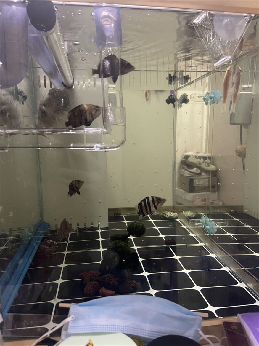 蘇門虎魚水質檢測，門虎魚水質檢測指南，確保最佳 蘇門虎魚水質檢測，門虎魚水質檢測指南，確保最佳 虎魚百科 第2張