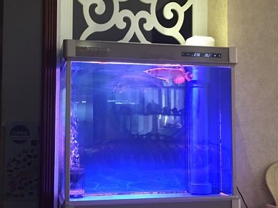 大魚(yú)缸怎么加熱，魚(yú)缸加熱技巧，安全高效地為大型水族箱提供恒溫
