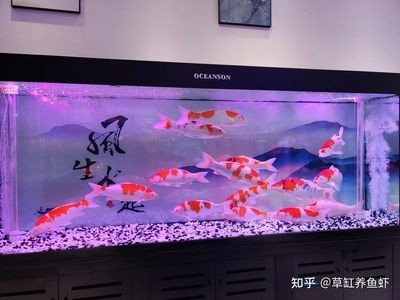 大魚(yú)缸怎么加熱，魚(yú)缸加熱技巧，安全高效地為大型水族箱提供恒溫