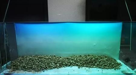 大魚缸造景怎么放進去啊視頻：大魚缸造景植物種類介紹魚缸造景植物種類介紹，魚缸造景植物種類介紹，打造自然