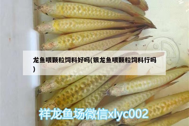 龍魚喂顆粒飼料好嗎(銀龍魚喂顆粒飼料行嗎)魚喂食顆粒飼料的
