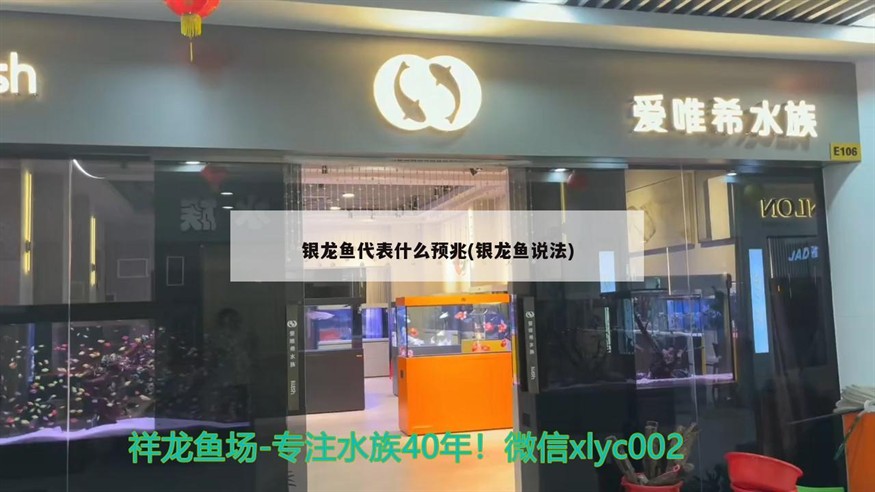 銀龍魚代表什么預兆(銀龍魚說法)龍魚，神秘預兆還是風水象征