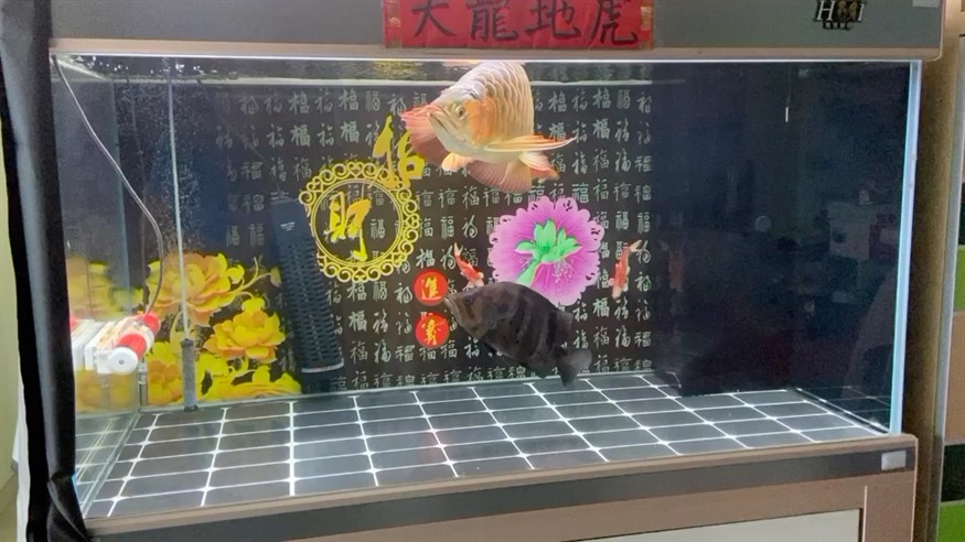 龍哥今天搶吃速度、敏感度不及虎魚，哥挑戰(zhàn)虎魚，速度與敏感度